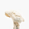 Avery’s Albino mushroom