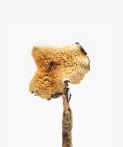 Buy Bachlors | Texas Yellow Cap Mushrooms for sale